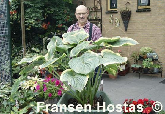 Hosta Big Beauty